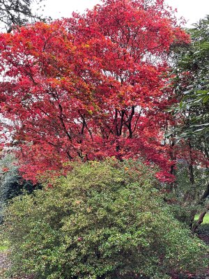 acer