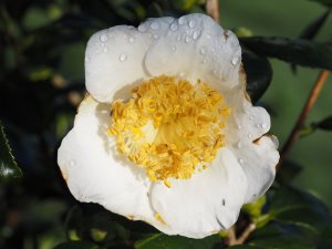 Camellia ‘White Nun’