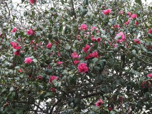 Camellia x williamsii ‘ George Blandford’
