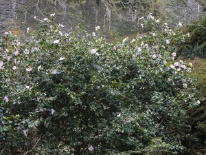 Camellia x williamsii ‘J C Williams’