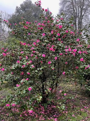 Camellia x williamsii ‘George Blandford’