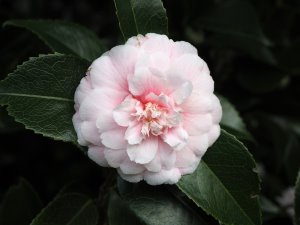 Camellia ‘High Hat’