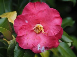 Camellia ‘Lady de Saumarez’
