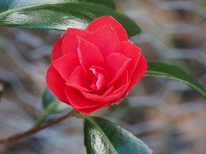 Camellia ‘Christmas Beauty’