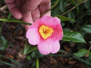 Camellia x williamsii ‘Bow Bells’