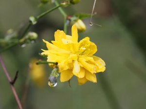 Kerria japonica ‘Pleniflora’