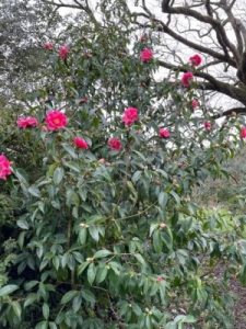 Camellia reticulata ‘Dr Clifford Parks’