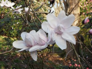 Magnolia campbellii var. Alba seedling
