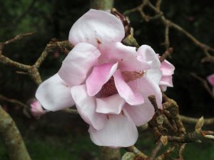 Magnolia ‘Susannah van Veen’