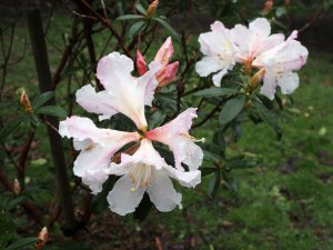 Rhododendron veitchiorum Cubittii Group