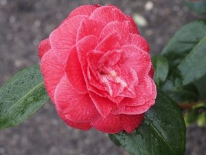 Camellia ‘Rubescens Major’