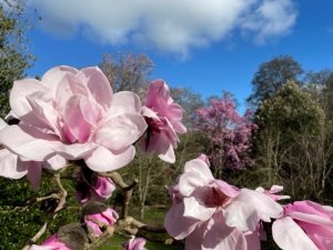 Magnolia ‘Suzannah van Veen’