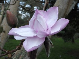 Magnolia mollicomata