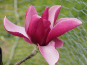Magnolia ‘Pickard’s Ruby’ x Magnolia ‘JC Williams’