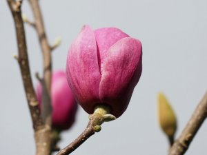 Magnolia ‘Sweet Valentine’