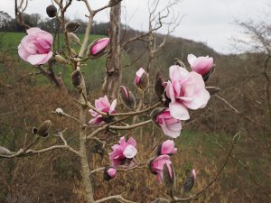 Magnolia ‘Caerhays Belle’