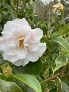 Camellia reticulata – white form