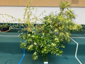 Corylopsis spicata Illicium anisatum and Acacia longifolia