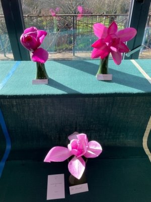 Magnolia Purple Sensation Mr Julian and Betty Jessel