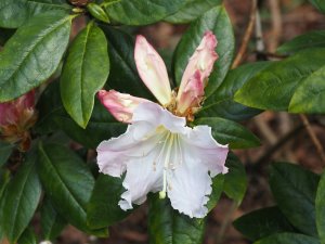 Rhododendron ‘Jim Russel’