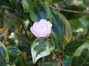 Camellia japonica ‘Kerguelen’