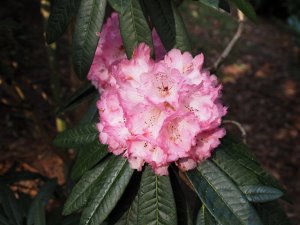 Rhododendron arboreum ‘Tony Shilling’