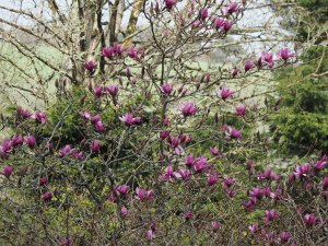 21st March | The Garden Diary