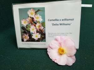 Camellia x williamsii ‘Delia Williams’