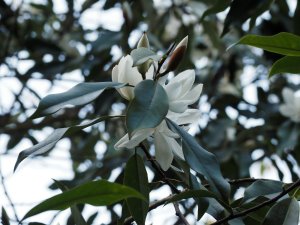 Magnolia maudiae var. platypetala