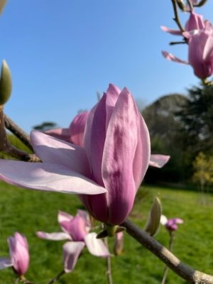 Magnolia ‘Darkest Purple’ x Magnolia ‘Betty Jessel’