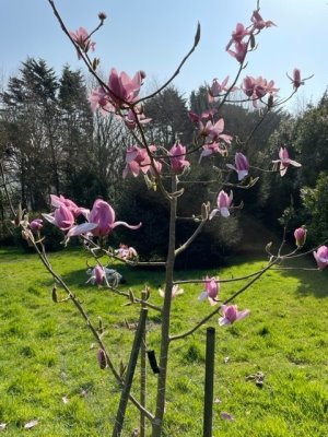 Magnolia ‘Darkest Purple’ x Magnolia ‘Betty Jessel’