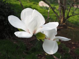 Magnolia ‘Sibille’