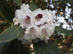 Rhododendron sutchuanense