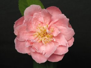 Camellia japonica ‘Aanafuki’