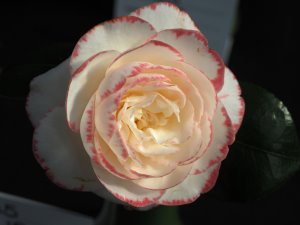 Camellia japonica ‘Margaret Davis’