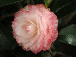 Camellia japonica ‘Tammia’