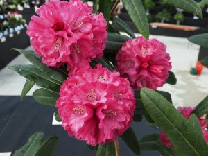 Rhododendron anthosphaerum