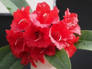 Rhododendron arboreum ssp. delavayi