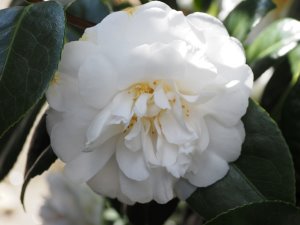 Camellia ‘Dear Jenny’