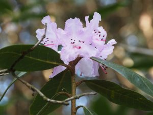 Rhododendron oreotrephes