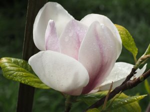 Magnolia x veitchii ‘Avocet’