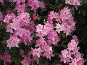 Rhododendron davidsonianum ‘Caerhays Pink’