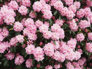 Rhododendron ‘Hachmann’s Polaris’