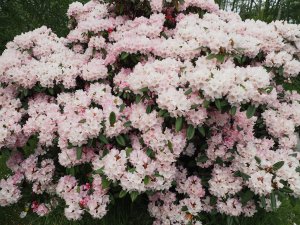 Rhododendron ‘Ken Janeck’?