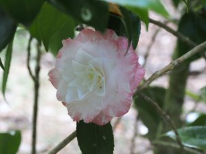 Camellia ‘Grace Arbritton’