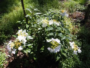 Hydrangea angustipetala f. macrosepala