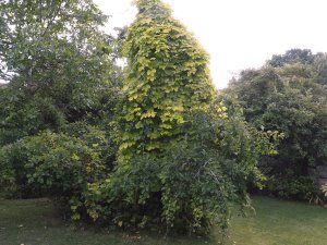 golden hop