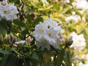 Rhododendron fortunei ssp discolor