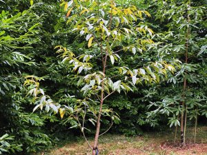 Magnolia floribunda