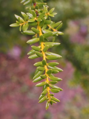 Podocarpus acutifolius